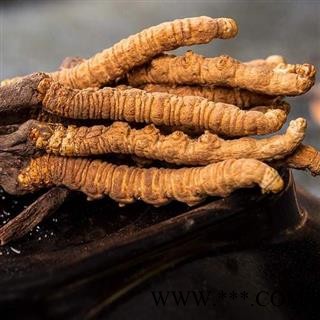 冬虫夏草精选货2000条两条1克正品保证质量7天无理由退货退款 中药材批发 丽丽药业图3