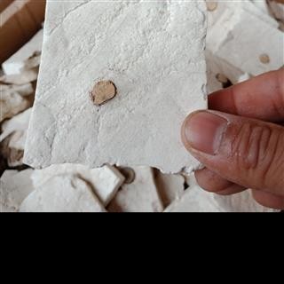 茯神精品茯神片片见神正品保证实图拍照 中药材批发 丽丽药业图2