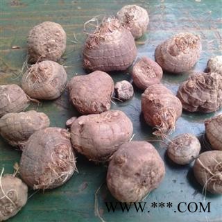 山慈菇 毛慈菇统货 产地 云南省 凯捷中药图2