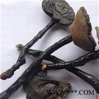 小丽百草行中药材紫灵芝  紫芝图3