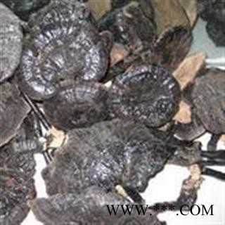 小丽百草行中药材紫灵芝  紫芝图2