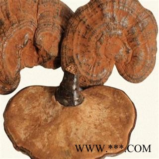 吉康药业中药材 椴木灵芝 赤芝 整枝赤灵芝带孢子粉图2