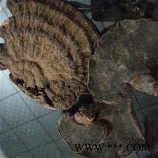 吉康药业 皱盖假灵芝 有柄假芝 血芝 血灵芝 雪灵芝图2