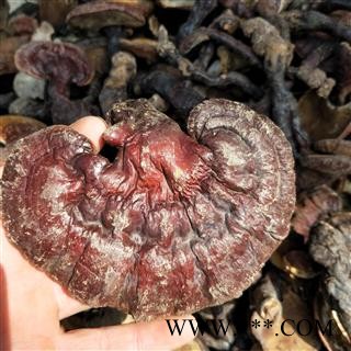 灵芝个 江西野生赤灵芝 产地 江西省图3