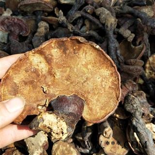 灵芝个 江西野生赤灵芝 产地 江西省图2