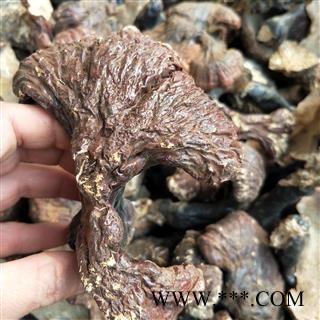 灵芝个 野生灵芝 产地 辽宁省图2