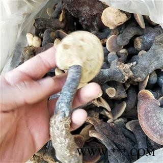 灵芝 西藏高山野生灵芝 产地 西藏自治区图3