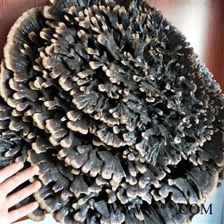 灵芝 吉林黑灵芝镇店之宝 产地 吉林省图2