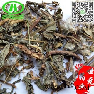 世元药业 菊苣草 正品地上 苦苣 苦菜 卡斯尼 皱叶苦苣 明目菜 咖啡萝卜 咖啡草 菊巨 硕参图2