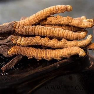 冬虫夏草精选2000条2条1克正品保证质量7天无理由退货退款 中药材批发 丽丽药业图2