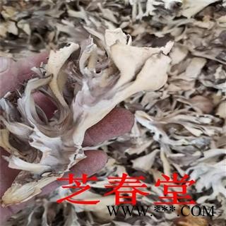 芝春堂 批发中药材 灰树花 干灰树花 食用菌 新货上市 大货供应图2