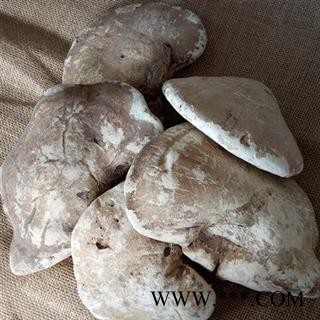 芝春堂 冷背药材批发零售 白灵芝 玉芝 产地吉林 支持验货图4