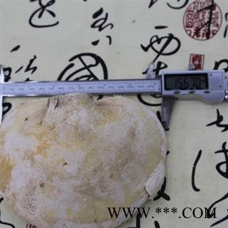 芝春堂 冷背药材批发零售 白灵芝 玉芝 产地吉林 支持验货图3