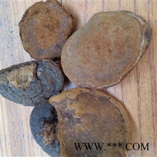 吉康药业桑黄 别称-槐耳 猢狲眼 桑耳 桑臣 桑黄菇 桑黄菰 梅树菌图2