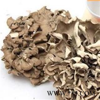 吉康药业灰树花 贝叶多孔菌 栗子蘑 莲花菌 叶状奇果菌 千佛菌 云蕈 舞茸图2