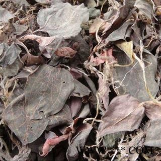 世元药业 金线莲 正品 花叶开唇兰 金线风 金线兰图3