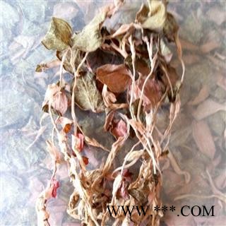 世元药业 金线莲 正品 花叶开唇兰 金线风 金线兰图4