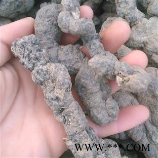 猪苓 猪苓大个儿 产地 山西省大货批发价图2