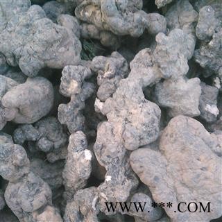 猪苓 猪苓大个儿 产地 山西省大货批发价图4