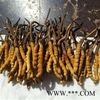 冬虫夏草 青海虫草精选2000条 产地 青海省果洛藏族自治州图2