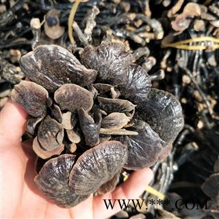 灵芝个 黑龙江野生小灵芝 产地 黑龙江省图3