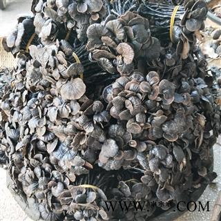 灵芝个 黑龙江野生小灵芝 产地 黑龙江省图4