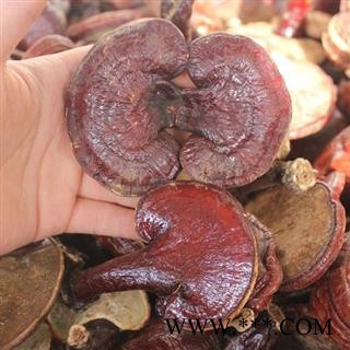 灵芝个颜色好正品保证质量7天无理由退货退款 中药材批发 丽丽药业图2