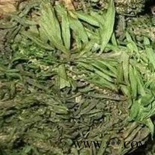 世元药业 千层塔 小叶 正品 别称 金不换 虱子草 宝塔花图2
