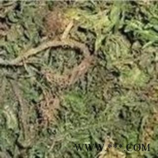 世元药业 千层塔 小叶 正品 别称 金不换 虱子草 宝塔花图3