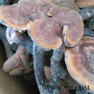 灵芝 野生赤灵芝 产地 青海省图2