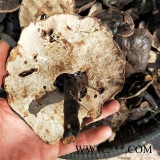 灵芝个 青海野生灵芝 产地 青海省图2