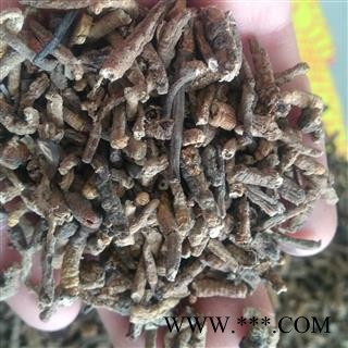 冬虫夏草 虫草断肉节 产地 西藏自治区图2