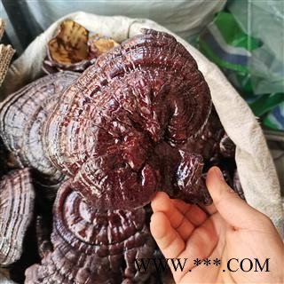 黑灵芝 大号灵芝实图拍照 正品保证质量7天无理由退货退款 安品堂图2