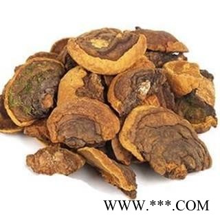 桑黄 野生灵芝菌 马蹄桑黄 正品保证质量7天无理由退货退款 华安堂图3