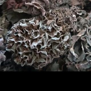 血耳 药用木耳 正品保证质量7天无理由退货退款 华安堂图4