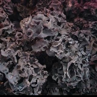 血耳 药用木耳 正品保证质量7天无理由退货退款 华安堂图3