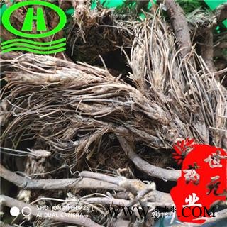 世元药业 多叶棘豆根 硬毛棘豆根 正品 药效好 d西如恩-奥日图哲 毛棘豆 哈日-达格沙图2