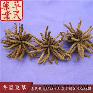 草民甄选西藏那曲虫草 色泽鲜黄 腹足明显 虫体饱满图3