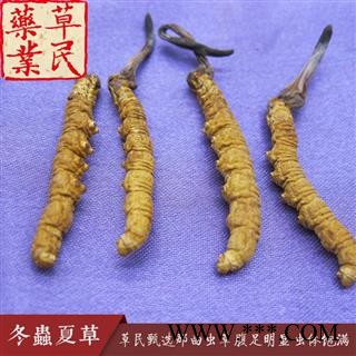 草民甄选西藏那曲虫草 色泽鲜黄 腹足明显 虫体饱满图2