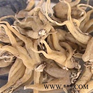 手掌参 手掌参选货 产地 辽宁省 凯捷中药图3