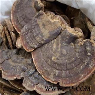 小丽百草行灵芝海南无柄赤芝 统货灵芝图1