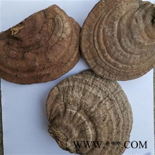 小丽百草行树舌 赤色老母菌 扁芝 梨菌 枫树芝 老母菌 扁蕈 白斑腐菌 木灵芝 产地 云南图2