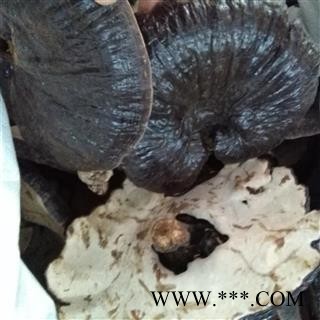 吉康药业灵芝紫灵芝 黑灵芝 紫灵芝白底紫灵芝图2