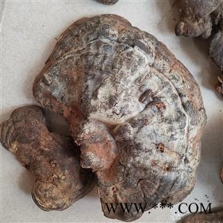 中药材灵芝  粗毛孔菌图4