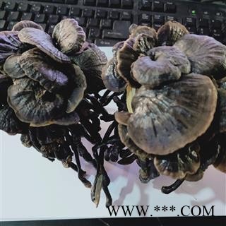 灵芝 本店新到野生紫灵芝黑灵芝质量好价格优 产地 云南省图4
