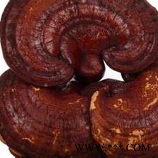 灵芝 统 产地 安徽  华美中药 品质保证图3