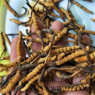 冬虫夏草 青海雪山虫草 产地 青海省果洛藏族自治州达日县图3