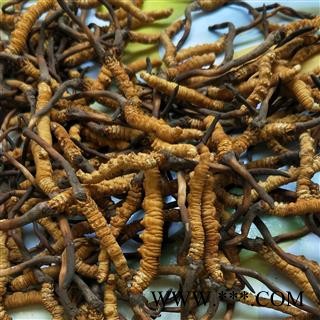 冬虫夏草 青海雪山虫草 产地 青海省果洛藏族自治州达日县图2