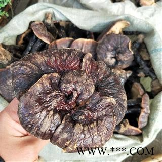 灵芝个 野生赤灵芝 产地 海南省图3