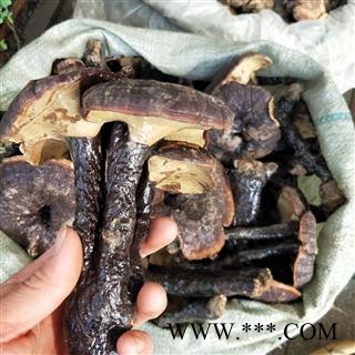 灵芝个 野生赤灵芝 产地 海南省图2